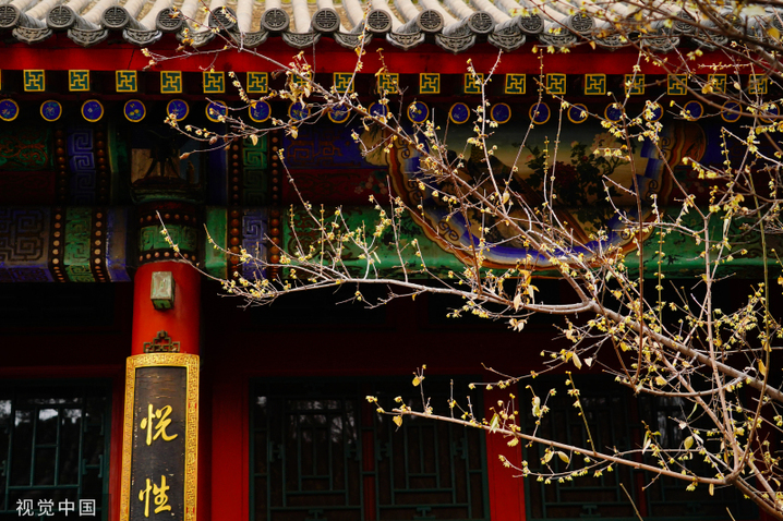 2024年2月27日，北京，北海公园静憩轩蜡梅娇艳绽放，嫩黄色的花朵傲立在枝头，让人感到勃勃生机。
