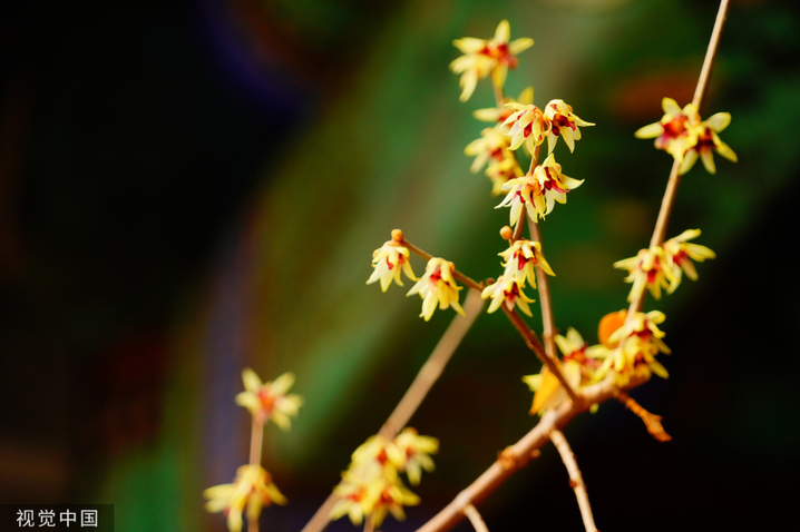 2024年2月27日，北京，北海公园静憩轩蜡梅娇艳绽放，嫩黄色的花朵傲立在枝头，让人感到勃勃生机。
