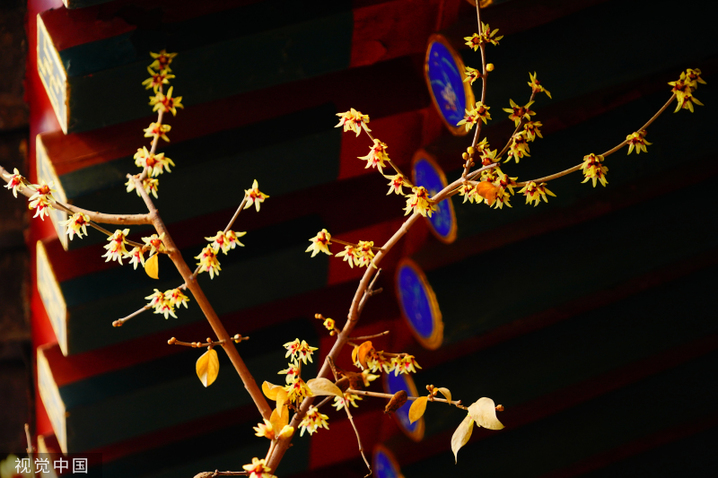 2024年2月27日，北京，北海公园静憩轩蜡梅娇艳绽放，嫩黄色的花朵傲立在枝头，让人感到勃勃生机。蜡梅与古建筑同框美不胜收，为北海公园增添了一抹靓丽的色彩。