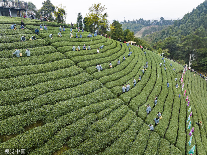 2024年3月3日，广西贺州，茶农们在广西贺州市昭平县大脑山茶园采摘春茶。