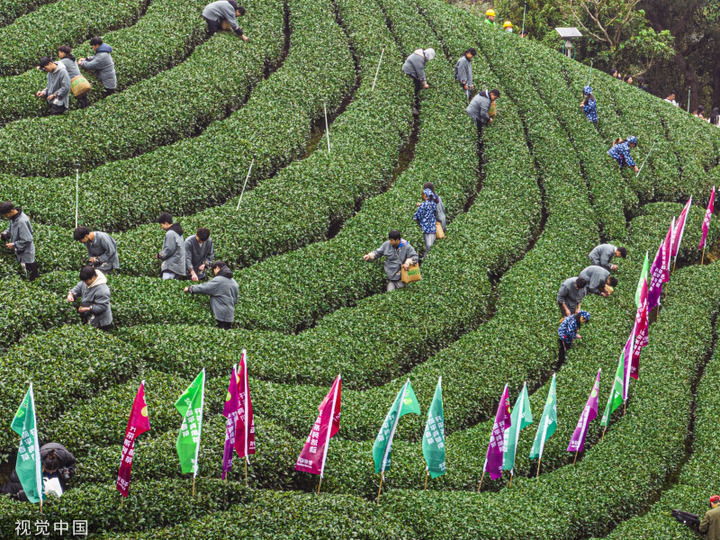 2024年3月3日，广西贺州，茶农们在广西贺州市昭平县大脑山茶园采摘春茶。