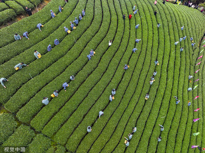 2024年3月3日，广西贺州，茶农们在广西贺州市昭平县大脑山茶园采摘春茶。