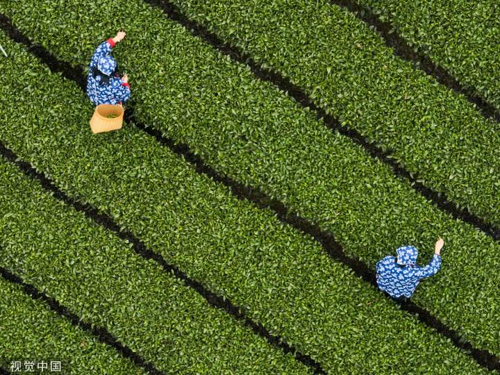 2024年3月3日，广西贺州，茶农们在广西贺州市昭平县大脑山茶园采摘春茶。