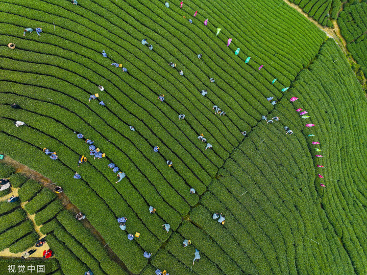 2024年3月3日，广西贺州，茶农们在广西贺州市昭平县大脑山茶园采摘春茶。
