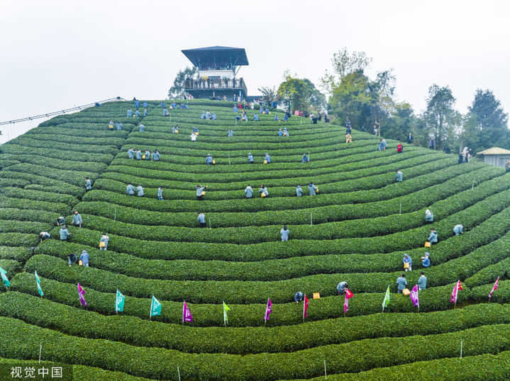 2024年3月3日，广西贺州，茶农们在广西贺州市昭平县大脑山茶园采摘春茶。
