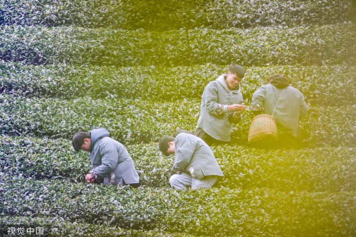 2024年3月3日，广西贺州，茶农们在广西贺州市昭平县大脑山茶园采摘春茶。