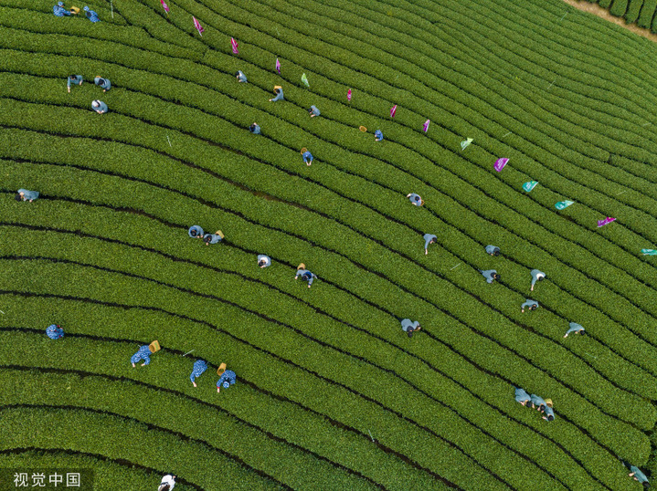 2024年3月3日，广西贺州，茶农们在广西贺州市昭平县大脑山茶园采摘春茶。刘峥/视觉中国 编辑/陈进