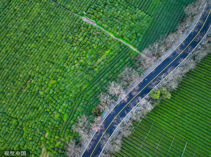 2024年3月6日，浙江省杭州市西湖区龙井路双峰茶园，春茶绽放嫩芽，满园青葱翠绿，景美如画。
