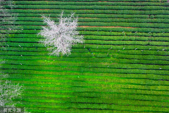 2024年3月6日，浙江省杭州市西湖区龙井路双峰茶园，春茶绽放嫩芽，满园青葱翠绿，景美如画。