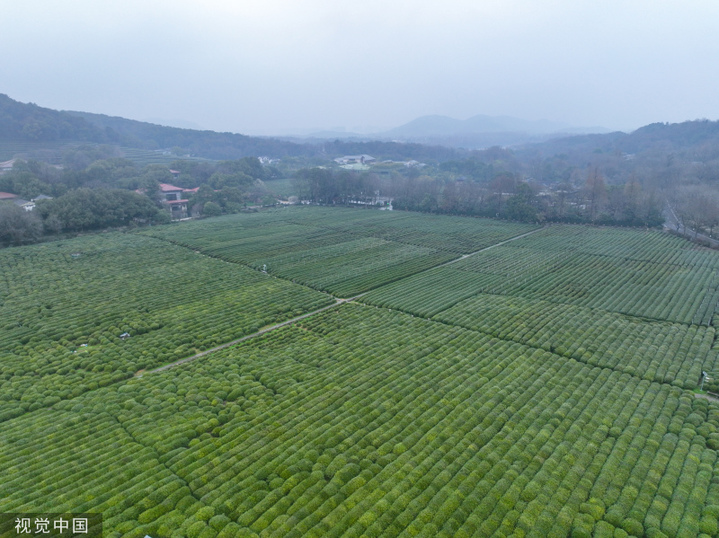 2024年3月6日，浙江省杭州市西湖区龙井路双峰茶园，春茶绽放嫩芽，满园青葱翠绿，景美如画。