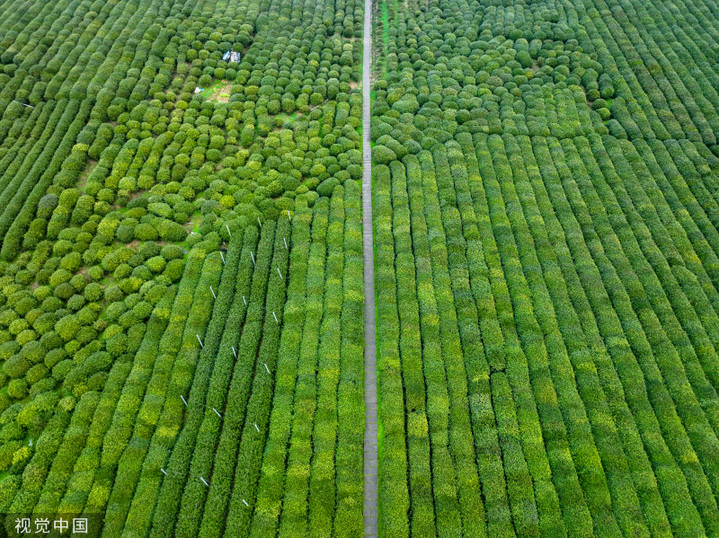 2024年3月6日，浙江省杭州市西湖区龙井路双峰茶园，春茶绽放嫩芽，满园青葱翠绿，景美如画。