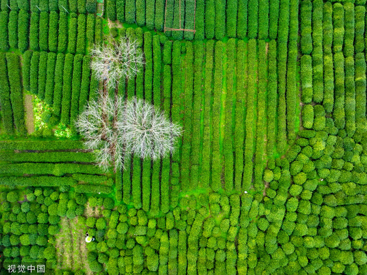 2024年3月6日，浙江省杭州市西湖区龙井路双峰茶园，春茶绽放嫩芽，满园青葱翠绿，景美如画。