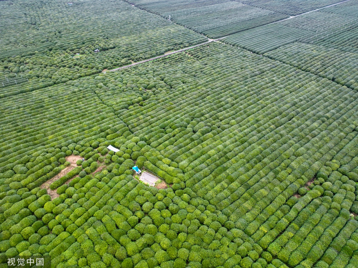 2024年3月6日，浙江省杭州市西湖区龙井路双峰茶园，春茶绽放嫩芽，满园青葱翠绿，景美如画。
