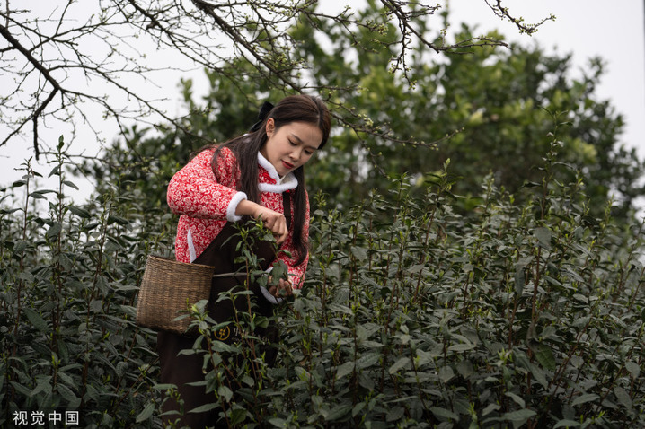 2024年3月10日，四川泸州，纳溪区护国镇梅岭村，村民采摘早茶鲜叶。