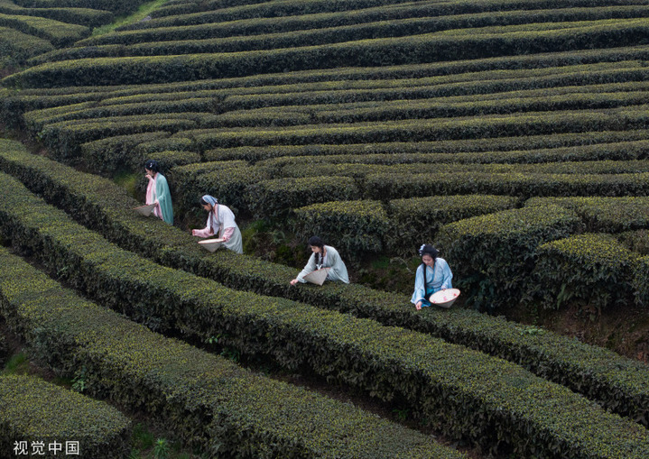 2024年3月10日，四川泸州，纳溪区护国镇梅岭村，村民采摘早茶鲜叶。