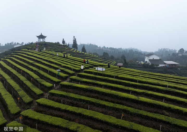 2024年3月10日，四川泸州，纳溪区护国镇梅岭村，村民采摘早茶鲜叶。