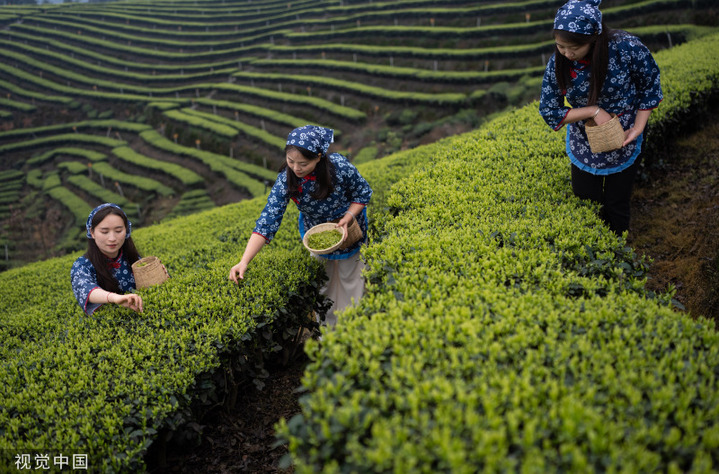 2024年3月10日，四川泸州，纳溪区护国镇梅岭村，村民采摘早茶鲜叶。来源：视觉中国 编辑/陈进