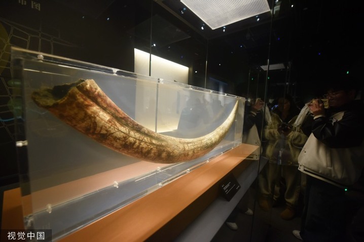 2024年3月17日，上海博物馆东馆，观众参观三星堆遗址出土的象牙（商代晚期）。