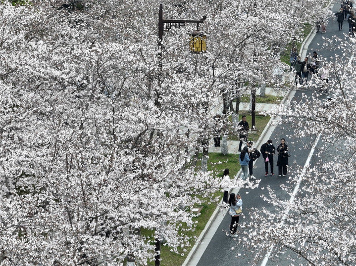 2024年3月25日，江苏扬州，春暖花开时节，鉴真路上的樱花大道数千株樱花竞相开放，浪漫绚烂，如云似霞，吸引众多市民和游客前来踏青赏花，乐享春光。