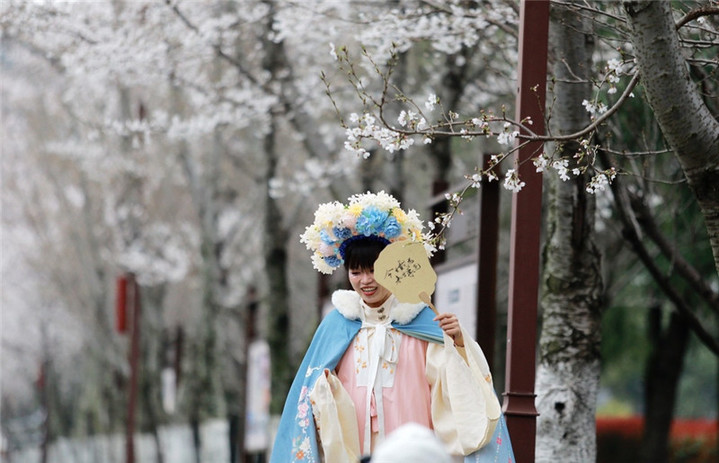 2024年3月25日，江苏扬州，春暖花开时节，鉴真路上的樱花大道数千株樱花竞相开放，浪漫绚烂，如云似霞，吸引众多市民和游客前来踏青赏花，乐享春光。