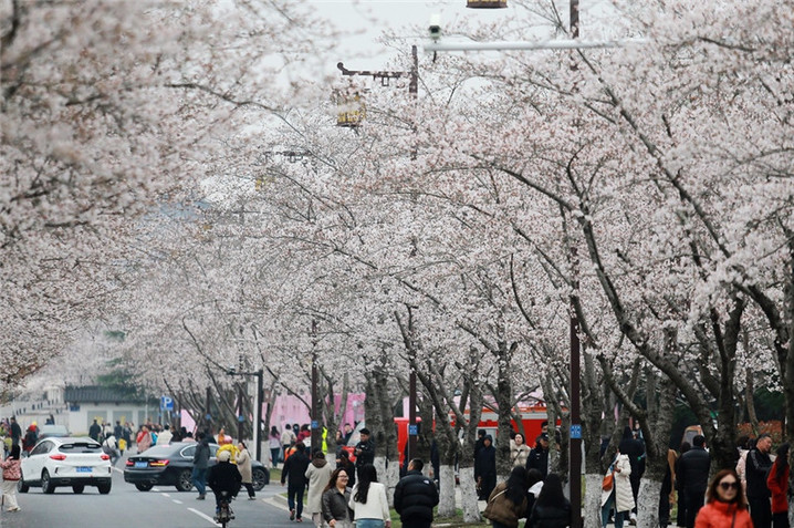 2024年3月25日，江苏扬州，春暖花开时节，鉴真路上的樱花大道数千株樱花竞相开放，浪漫绚烂，如云似霞，吸引众多市民和游客前来踏青赏花，乐享春光。