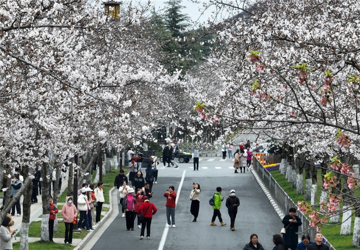 2024年3月25日，江苏扬州，春暖花开时节，鉴真路上的樱花大道数千株樱花竞相开放，浪漫绚烂，如云似霞，吸引众多市民和游客前来踏青赏花，乐享春光。