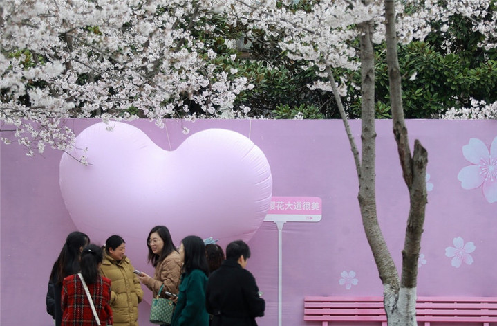 2024年3月25日，江苏扬州，春暖花开时节，鉴真路上的樱花大道数千株樱花竞相开放，浪漫绚烂，如云似霞，吸引众多市民和游客前来踏青赏花，乐享春光。