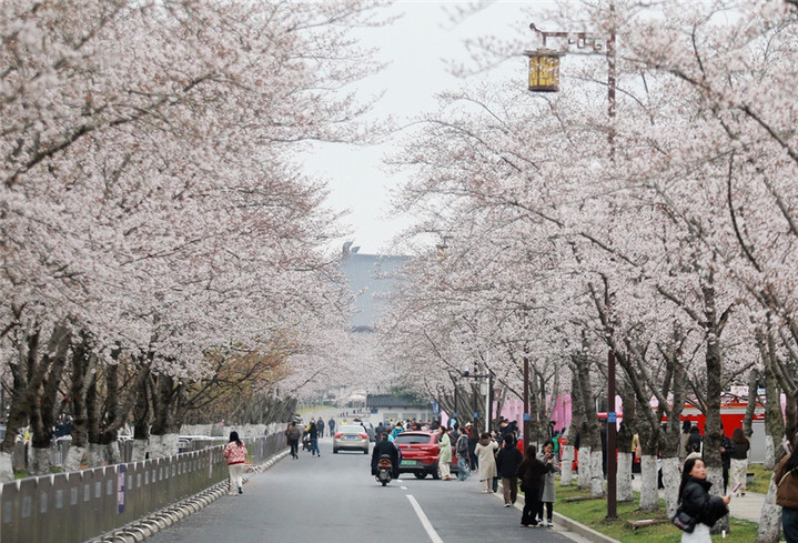 2024年3月25日，江苏扬州，春暖花开时节，鉴真路上的樱花大道数千株樱花竞相开放，浪漫绚烂，如云似霞，吸引众多市民和游客前来踏青赏花，乐享春光。
