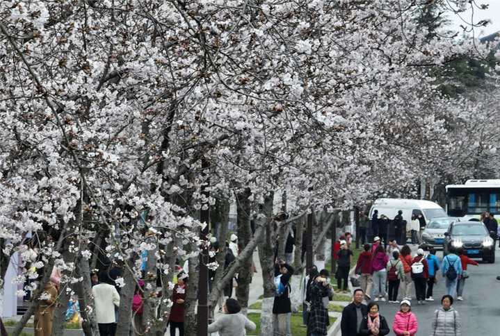 2024年3月25日，江苏扬州，春暖花开时节，鉴真路上的樱花大道数千株樱花竞相开放，浪漫绚烂，如云似霞，吸引众多市民和游客前来踏青赏花，乐享春光。
