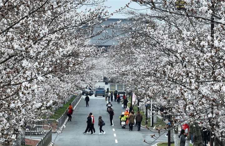 2024年3月25日，江苏扬州，春暖花开时节，鉴真路上的樱花大道数千株樱花竞相开放，浪漫绚烂，如云似霞，吸引众多市民和游客前来踏青赏花，乐享春光。