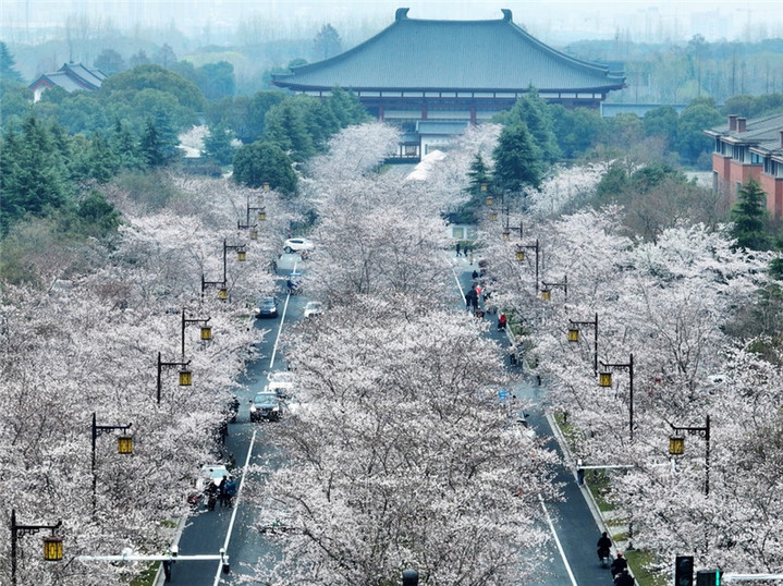 2024年3月25日，江苏扬州，春暖花开时节，鉴真路上的樱花大道数千株樱花竞相开放，浪漫绚烂，如云似霞，吸引众多市民和游客前来踏青赏花，乐享春光。孟德龙/IC photo