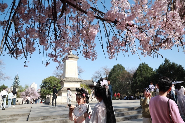 2024年3月28日，西安市青龙寺樱花竞相盛开，与古典园林建筑和古塔交相辉映，吸引众多市民和游客踏青赏花，一同领略古城的美好春天。还有不少汉服爱好者在樱花树下定格春天，留下美好瞬间。