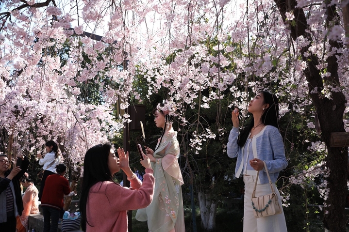 2024年3月28日，西安市青龙寺樱花竞相盛开，与古典园林建筑和古塔交相辉映，吸引众多市民和游客踏青赏花，一同领略古城的美好春天。还有不少汉服爱好者在樱花树下定格春天，留下美好瞬间。