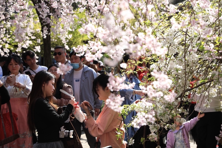 2024年3月28日，西安市青龙寺樱花竞相盛开，与古典园林建筑和古塔交相辉映，吸引众多市民和游客踏青赏花，一同领略古城的美好春天。还有不少汉服爱好者在樱花树下定格春天，留下美好瞬间。