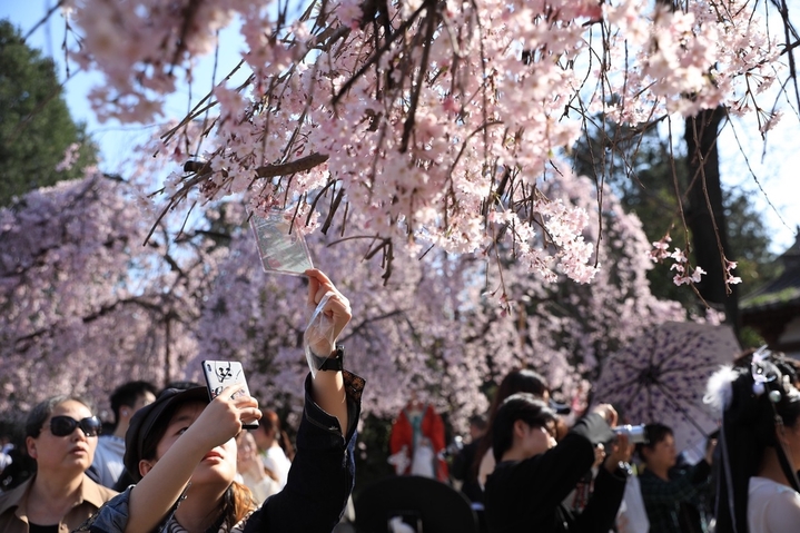 2024年3月28日，西安市青龙寺樱花竞相盛开，与古典园林建筑和古塔交相辉映，吸引众多市民和游客踏青赏花，一同领略古城的美好春天。还有不少汉服爱好者在樱花树下定格春天，留下美好瞬间。