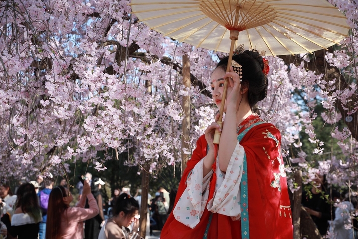2024年3月28日，西安市青龙寺樱花竞相盛开，与古典园林建筑和古塔交相辉映，吸引众多市民和游客踏青赏花，一同领略古城的美好春天。还有不少汉服爱好者在樱花树下定格春天，留下美好瞬间。