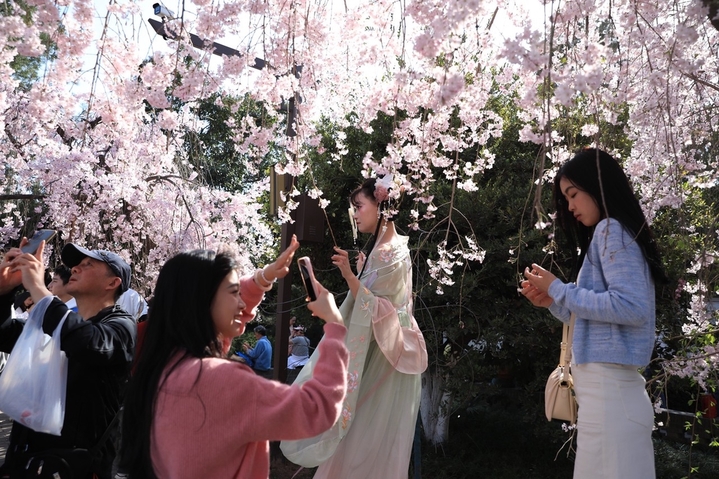 2024年3月28日，西安市青龙寺樱花竞相盛开，与古典园林建筑和古塔交相辉映，吸引众多市民和游客踏青赏花，一同领略古城的美好春天。还有不少汉服爱好者在樱花树下定格春天，留下美好瞬间。