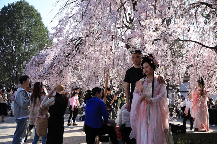 2024年3月28日，西安市青龙寺樱花竞相盛开，与古典园林建筑和古塔交相辉映，吸引众多市民和游客踏青赏花，一同领略古城的美好春天。还有不少汉服爱好者在樱花树下定格春天，留下美好瞬间。