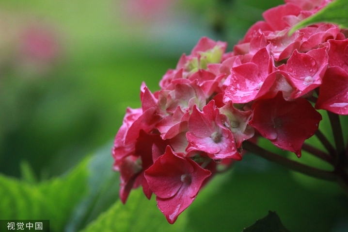 2024年5月30日，江苏南通，雨中的绣球花上沾着新鲜的雨珠，色泽明艳动人，姿态楚楚可人。
