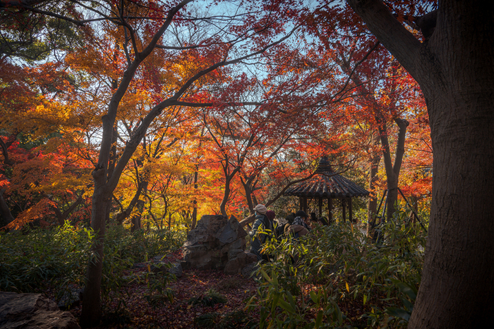 2024年12月17日，苏州留园枫叶火红，彩林扮靓冬日。
