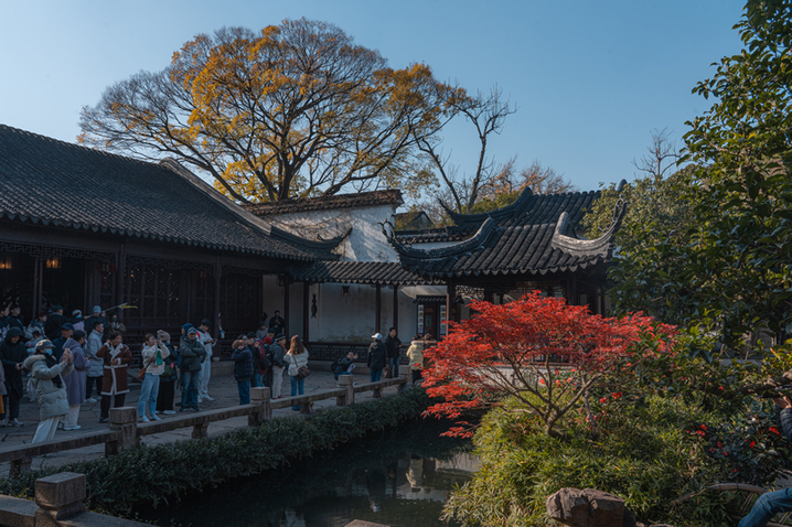 2024年12月17日，苏州留园枫叶火红，彩林扮靓冬日。