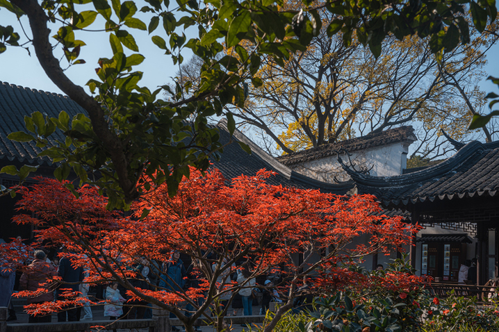 2024年12月17日，苏州留园枫叶火红，彩林扮靓冬日。
