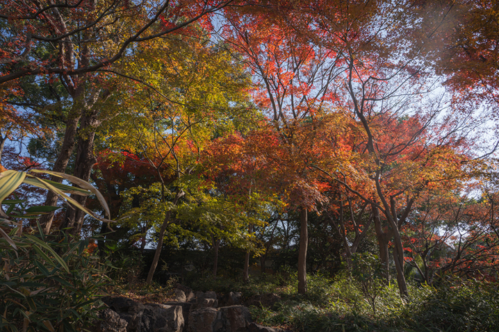 2024年12月17日，苏州留园枫叶火红，彩林扮靓冬日。