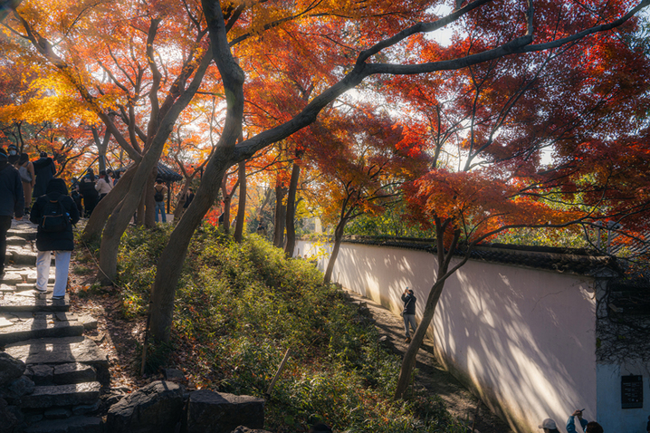 2024年12月17日，苏州留园枫叶火红，彩林扮靓冬日。