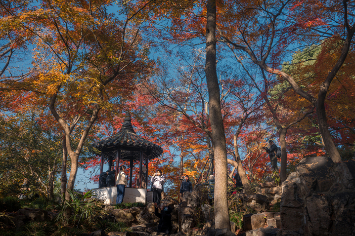 2024年12月17日，苏州留园枫叶火红，彩林扮靓冬日。来源：视觉中国