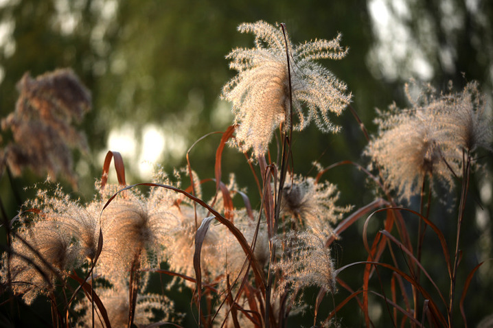 2024年12月17日，冬至节气临近，江苏省淮安市古黄河湿地芦苇随风摇曳。