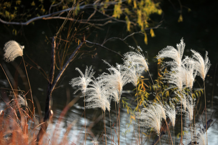 2024年12月17日，冬至节气临近，江苏省淮安市古黄河湿地芦苇随风摇曳。
