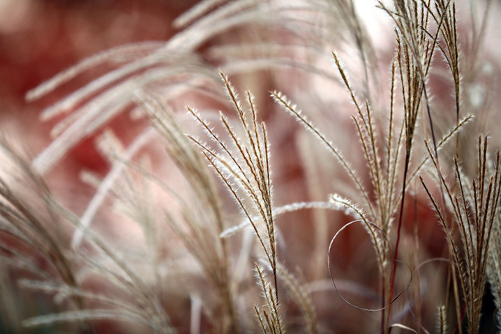 2024年12月17日，冬至节气临近，江苏省淮安市古黄河湿地芦苇随风摇曳。