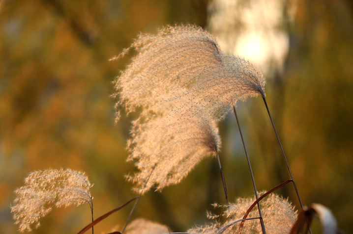2024年12月17日，冬至节气临近，江苏省淮安市古黄河湿地芦苇随风摇曳。