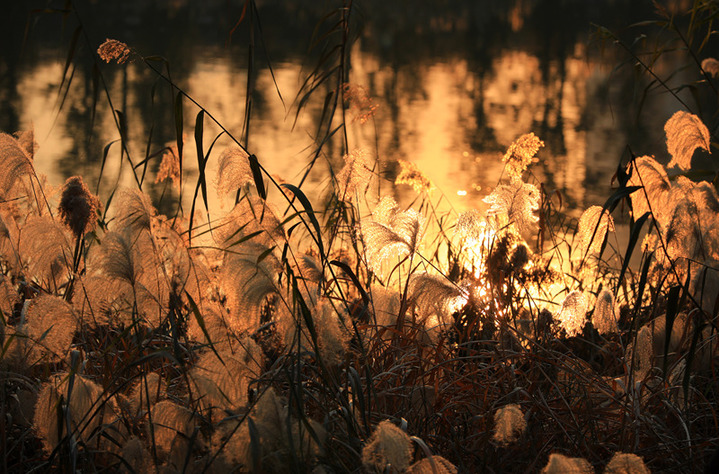 2024年12月17日，冬至节气临近，江苏省淮安市古黄河湿地芦苇随风摇曳。